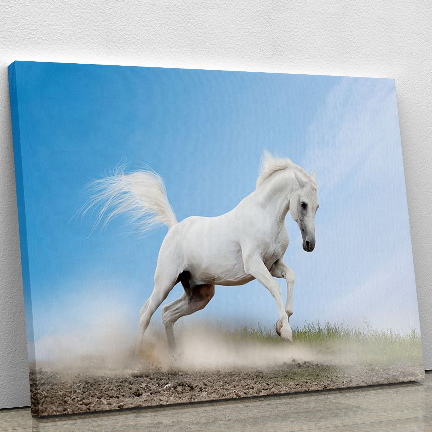 White arabian horse Canvas Print or Poster