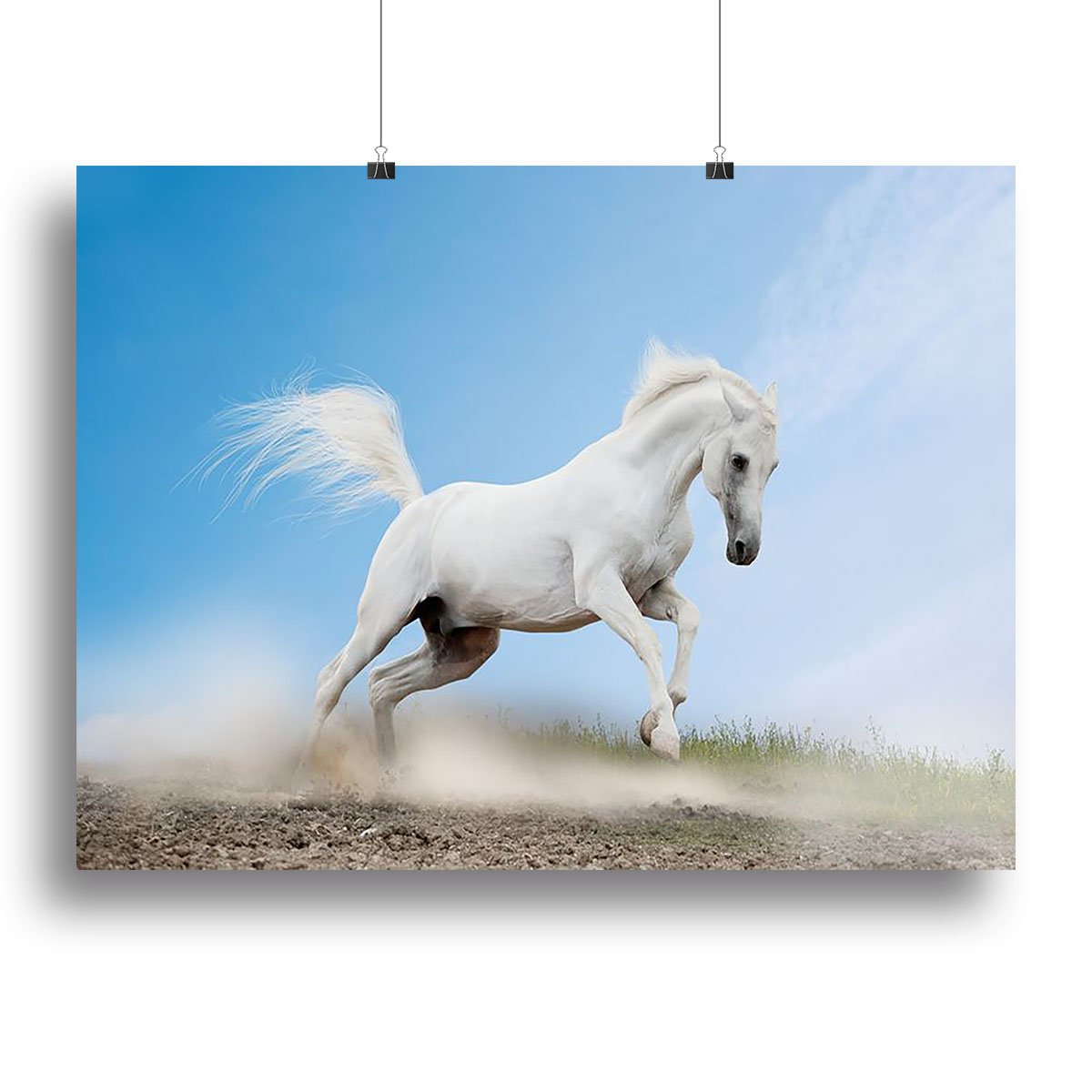 White arabian horse Canvas Print or Poster