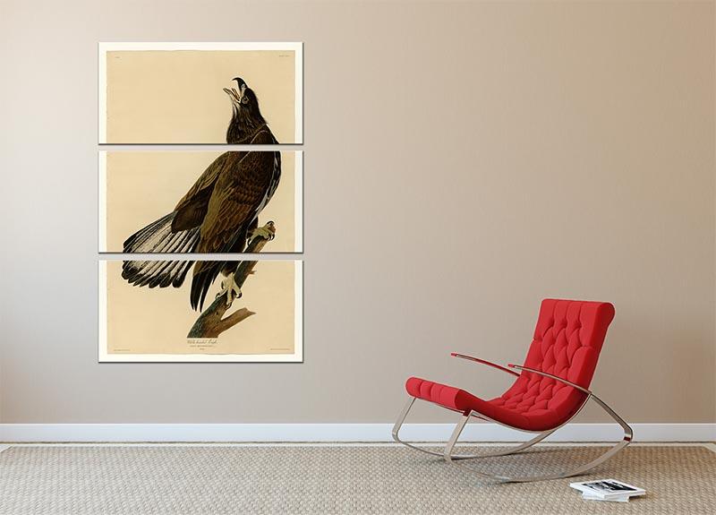 White headed Eagle 2 by Audubon 3 Split Panel Canvas Print - Canvas Art Rocks - 2