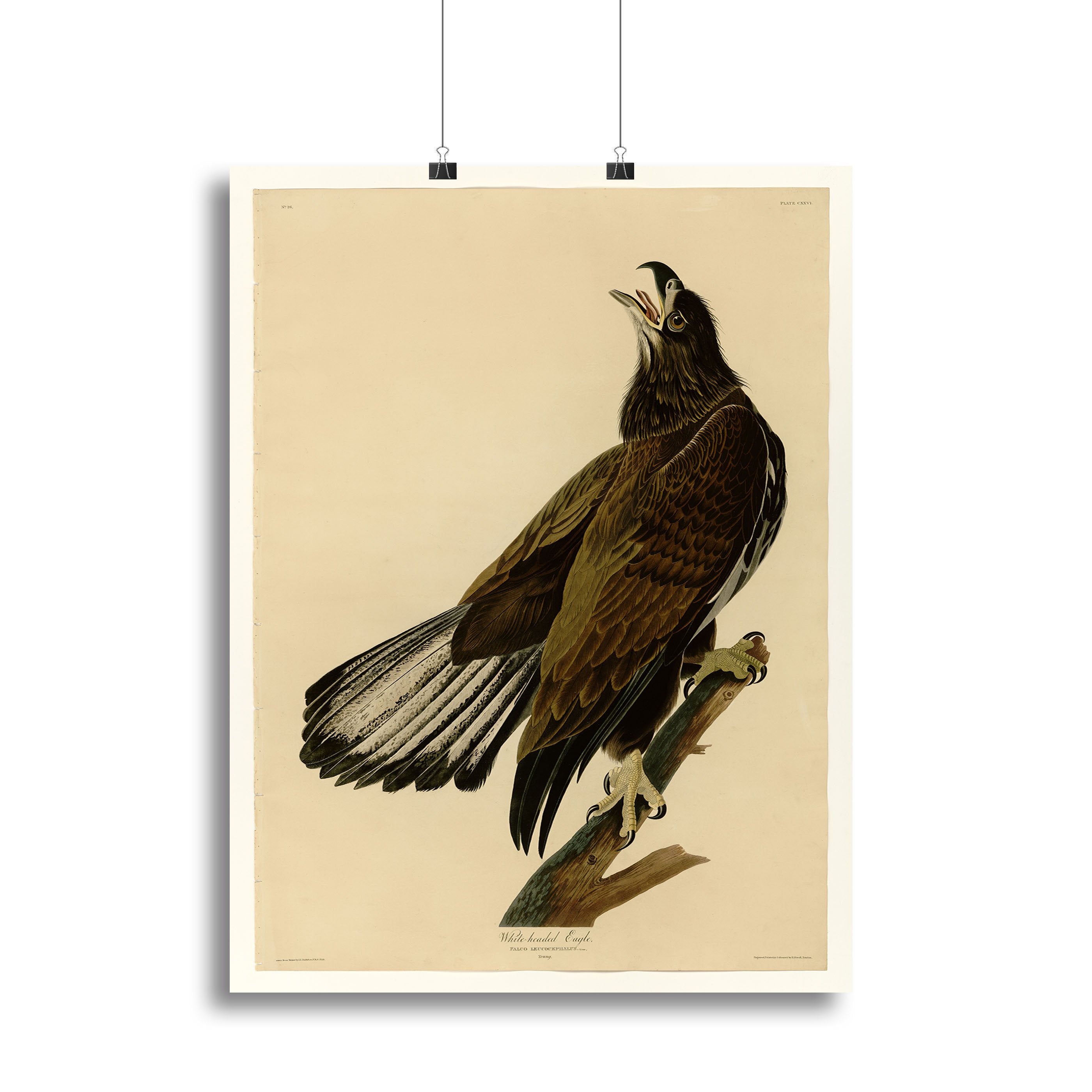 White headed Eagle 2 by Audubon Canvas Print or Poster
