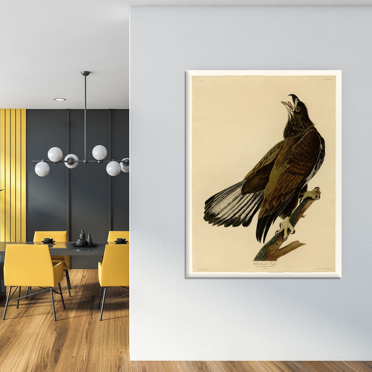 White headed Eagle 2 by Audubon Canvas Print or Poster