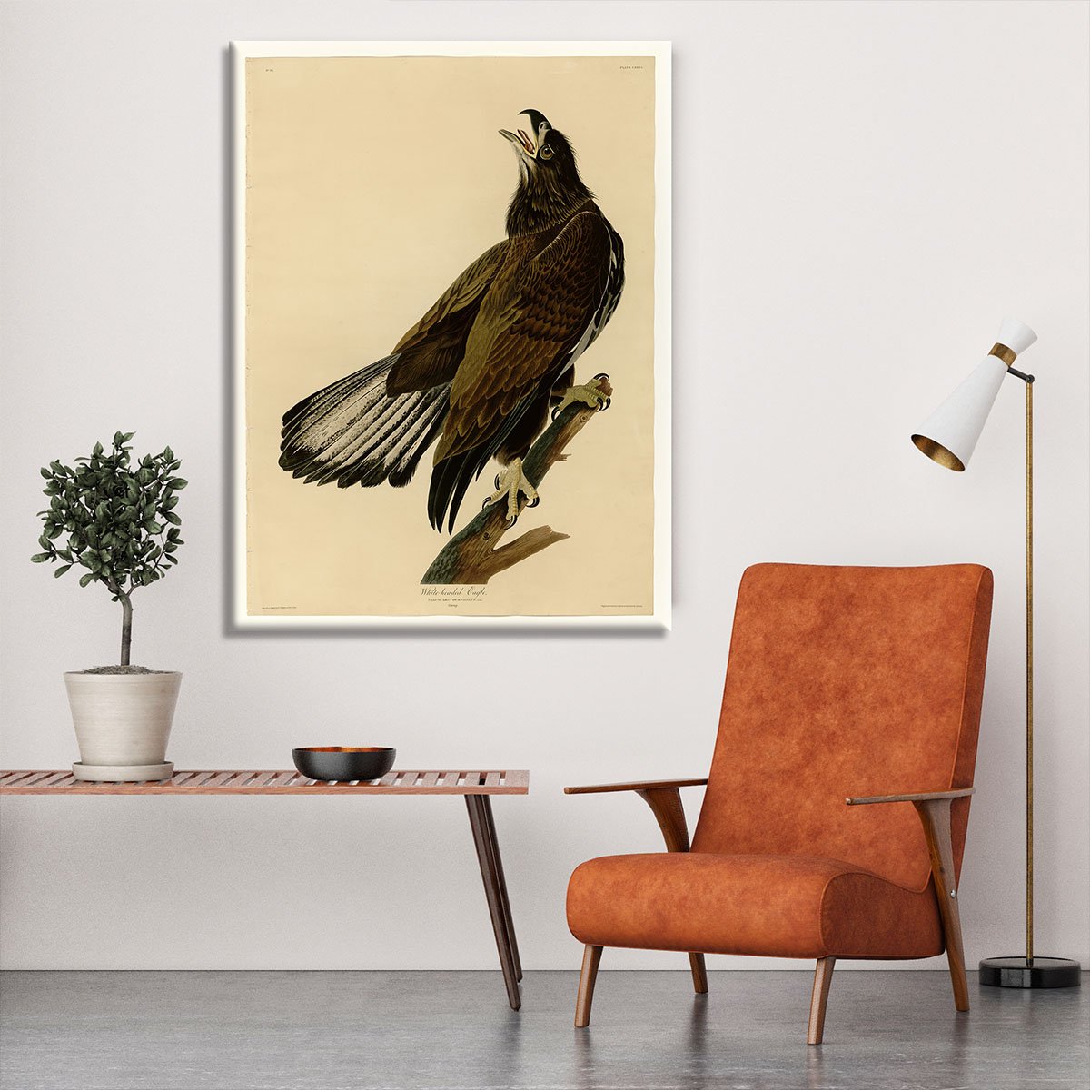 White headed Eagle 2 by Audubon Canvas Print or Poster