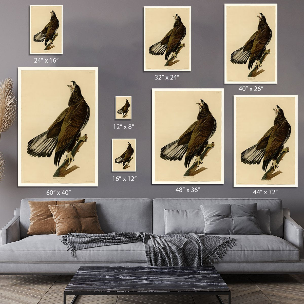 White headed Eagle 2 by Audubon Canvas Print or Poster