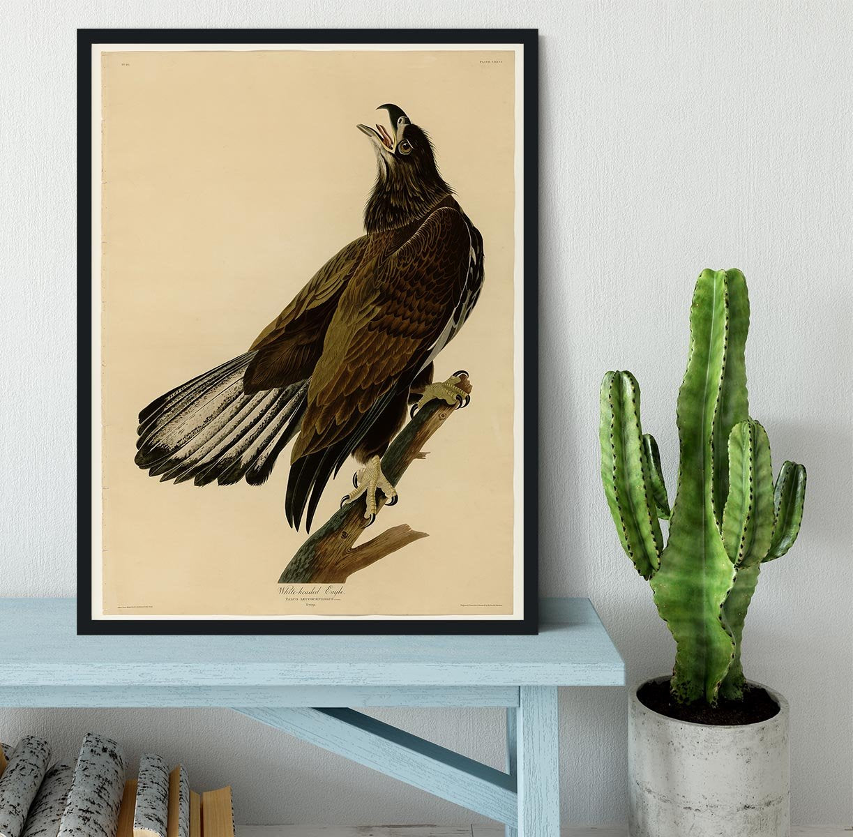 White headed Eagle 2 by Audubon Framed Print - Canvas Art Rocks - 2