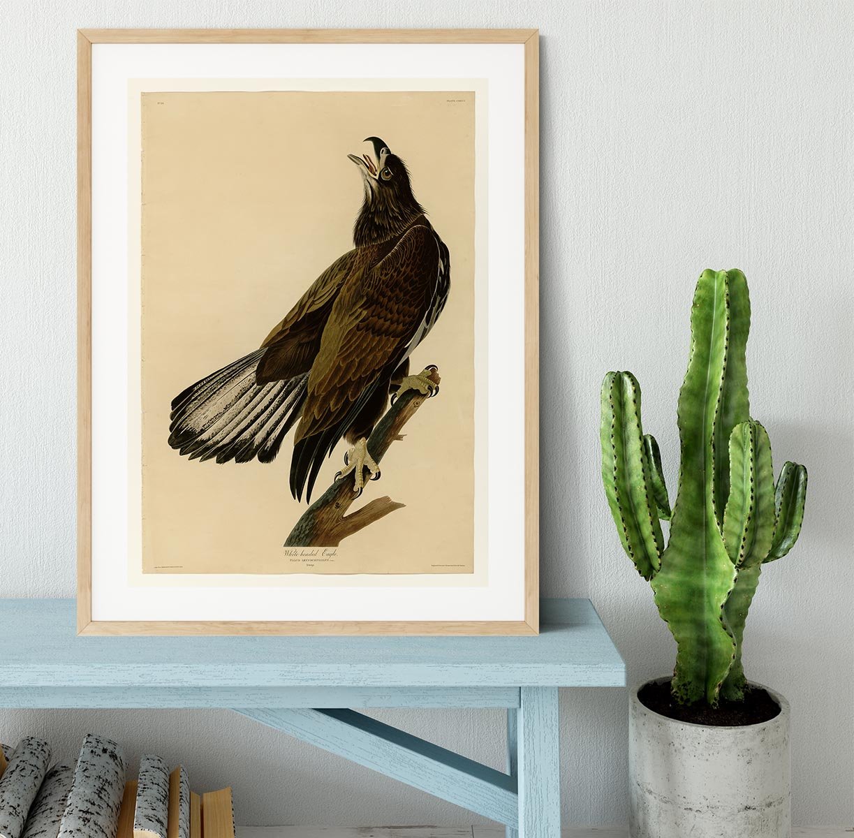 White headed Eagle 2 by Audubon Framed Print - Canvas Art Rocks - 3