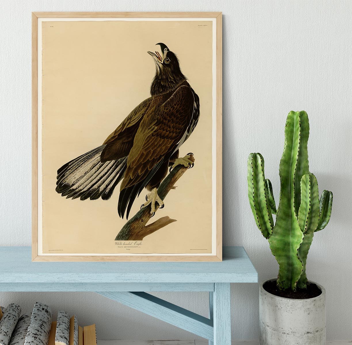 White headed Eagle 2 by Audubon Framed Print - Canvas Art Rocks - 4