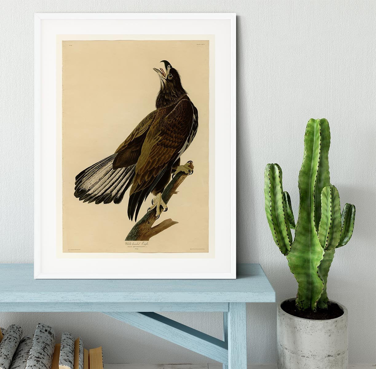 White headed Eagle 2 by Audubon Framed Print - Canvas Art Rocks - 5
