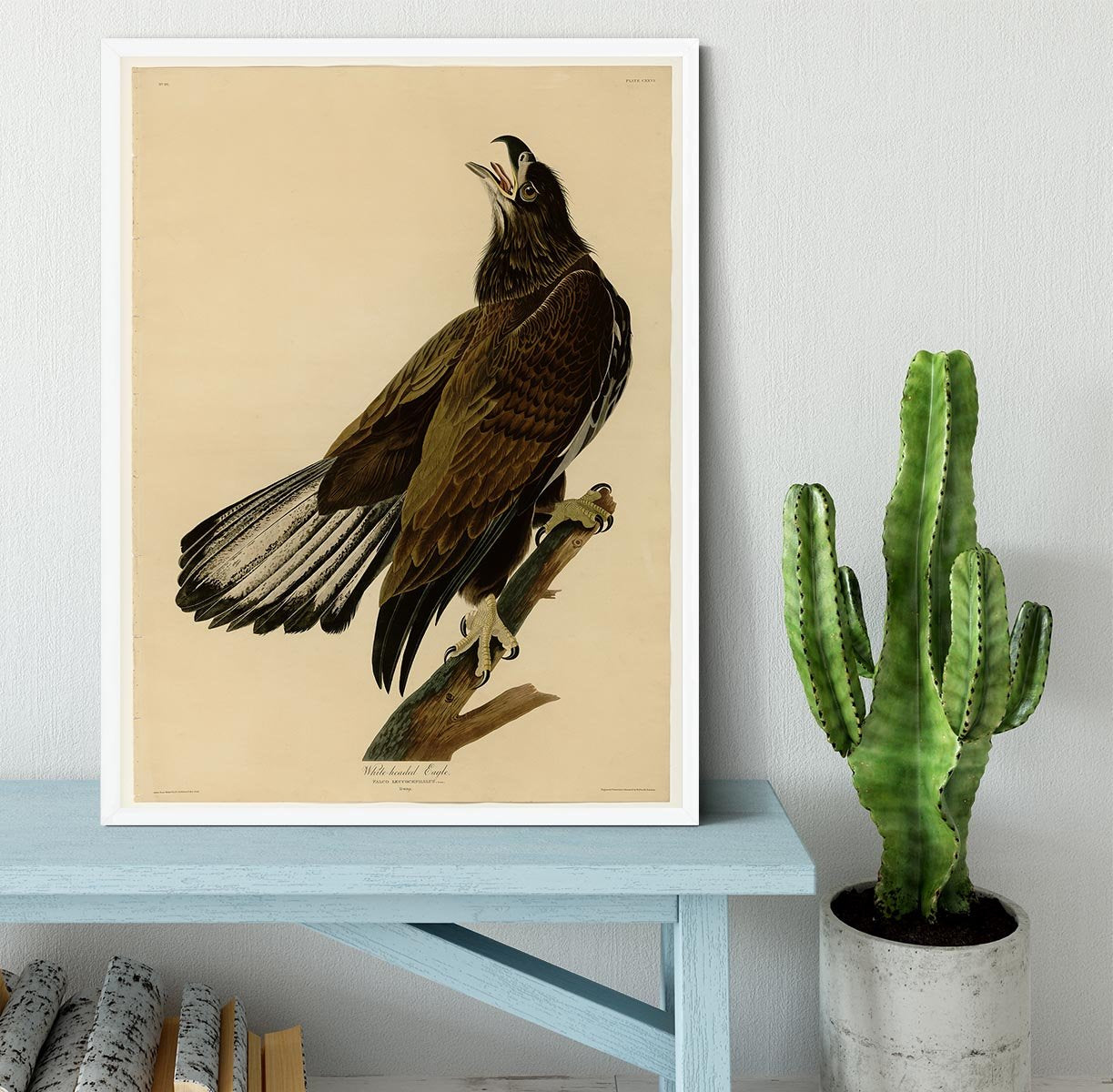 White headed Eagle 2 by Audubon Framed Print - Canvas Art Rocks -6