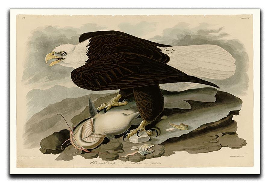 White headed Eagle by Audubon Canvas Print or Poster - Canvas Art Rocks - 1