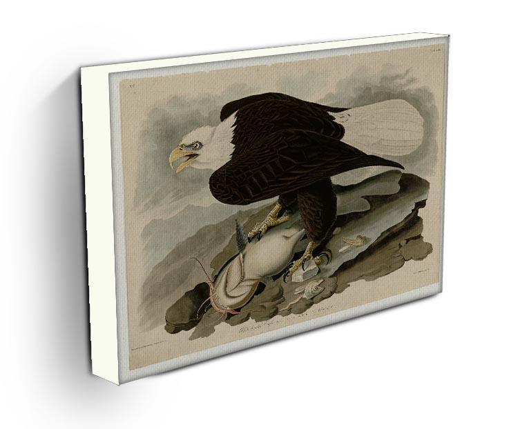 White headed Eagle by Audubon Canvas Print or Poster - Canvas Art Rocks - 3