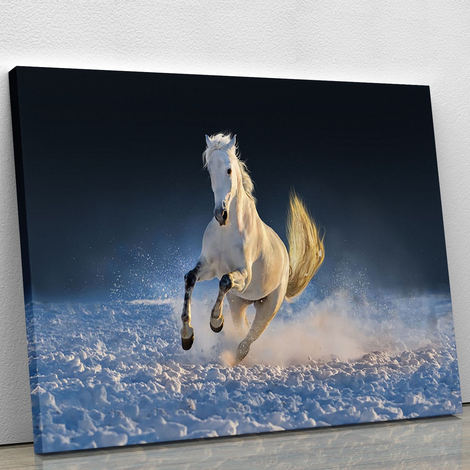 White horse run in snow at sunset Canvas Print or Poster