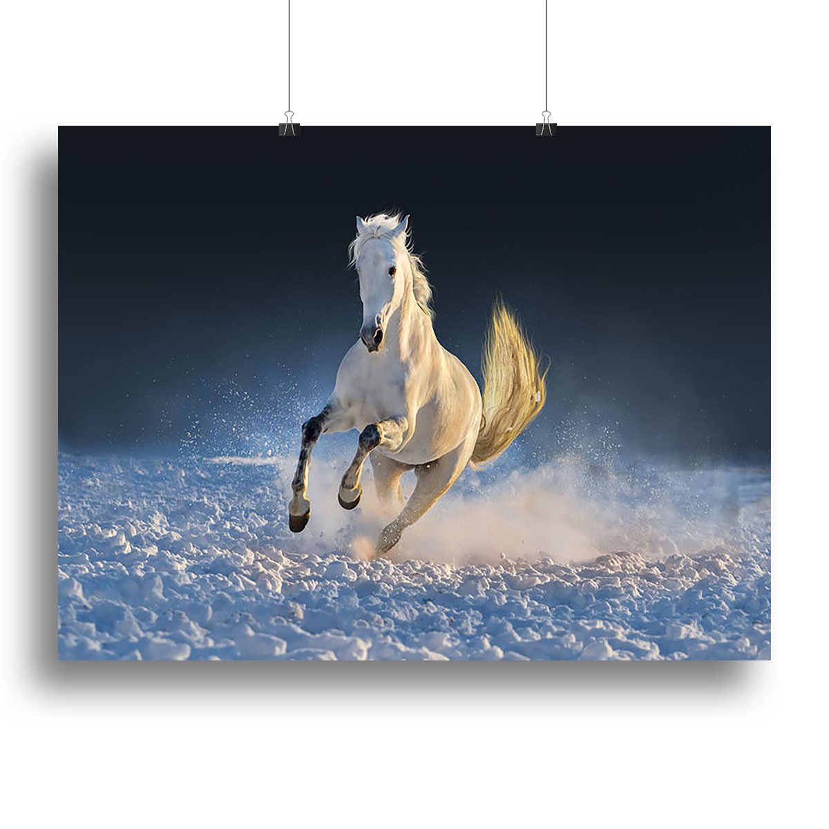White horse run in snow at sunset Canvas Print or Poster