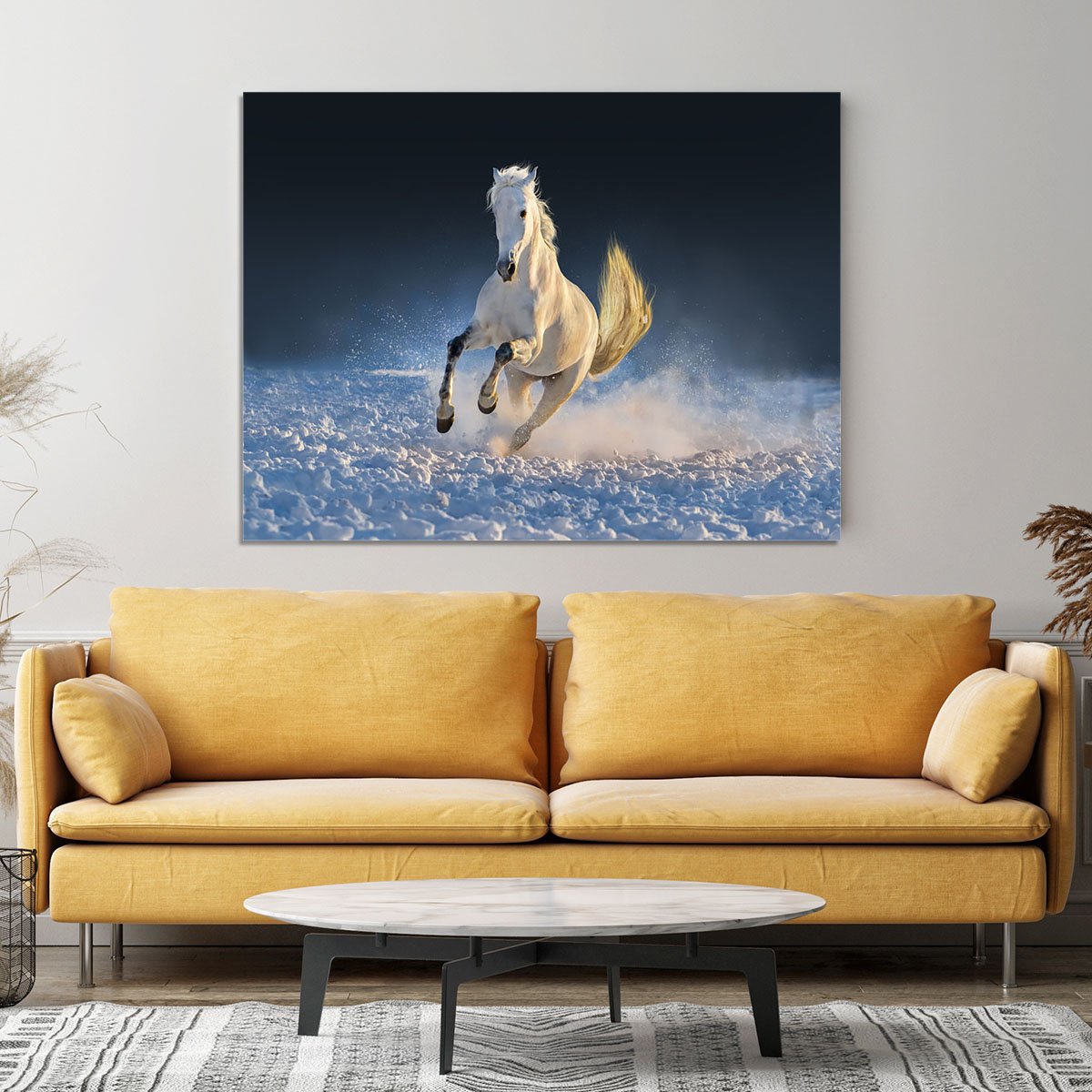 White horse run in snow at sunset Canvas Print or Poster