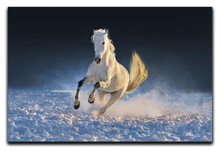 White horse run in snow at sunset Canvas Print or Poster - Canvas Art Rocks - 1