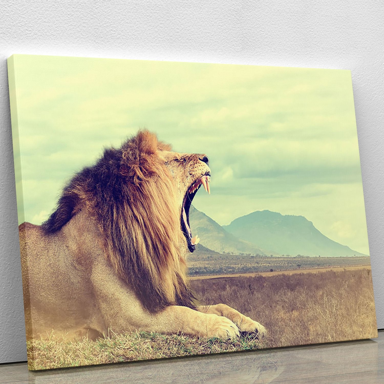 Wild african lion Canvas Print or Poster