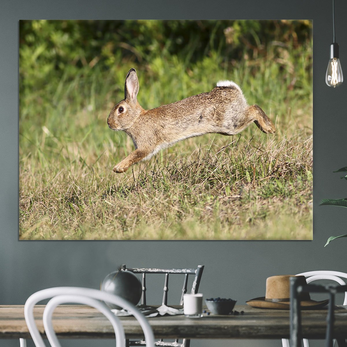 Wild cute rabbit is jumping on meadow Canvas Print or Poster