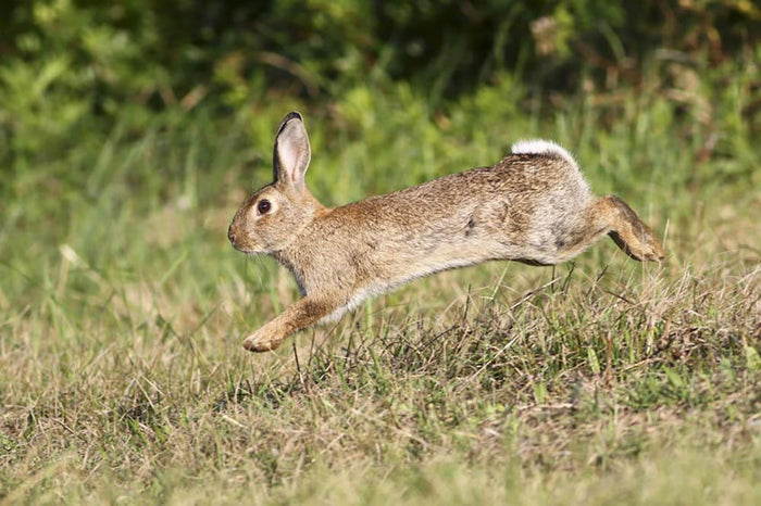 Wild cute rabbit is jumping on meadow Wall Mural Wallpaper
