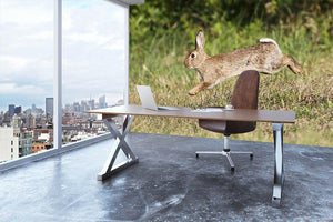 Wild cute rabbit is jumping on meadow Wall Mural Wallpaper - Canvas Art Rocks - 3
