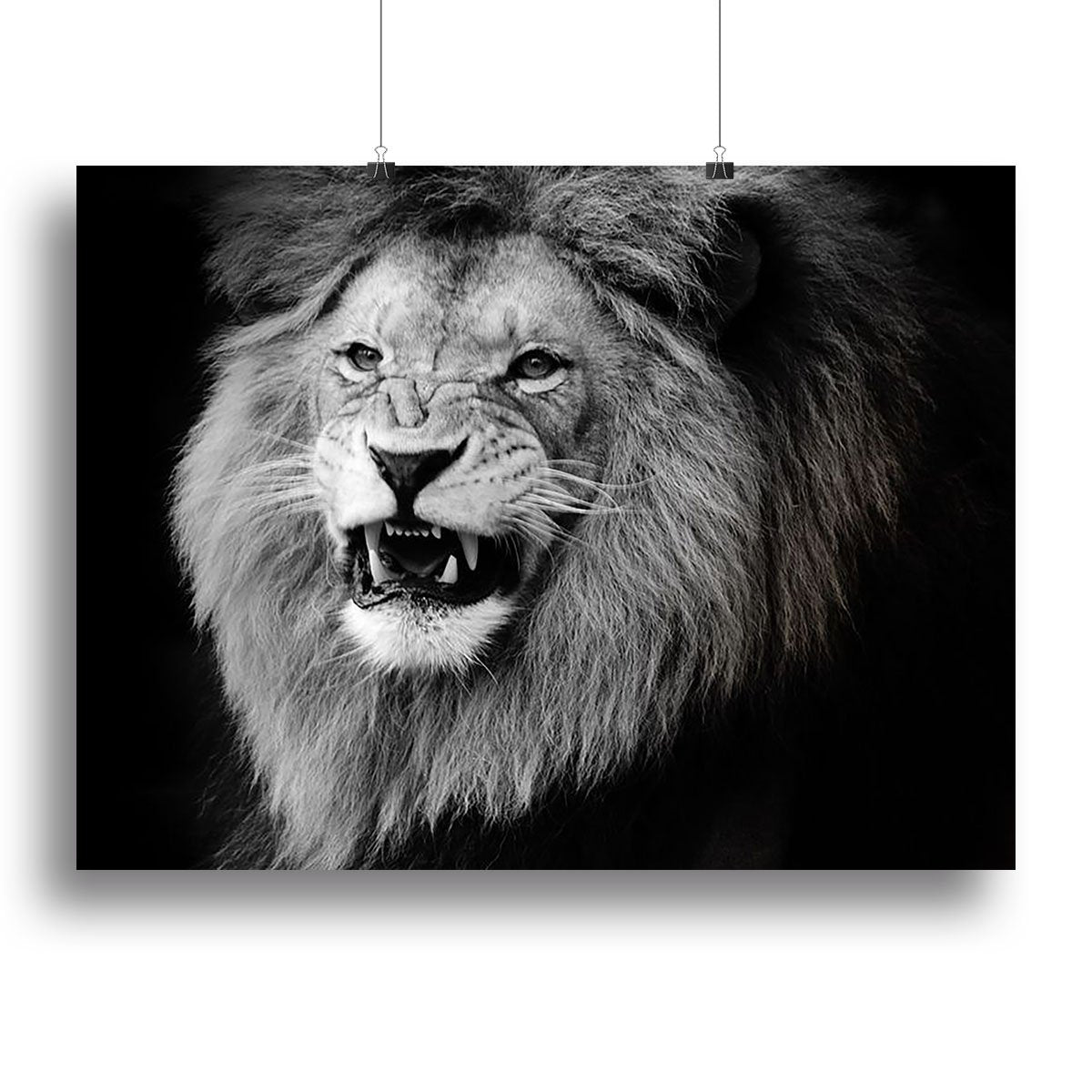 Wild lion portrait in black and white. Canvas Print or Poster