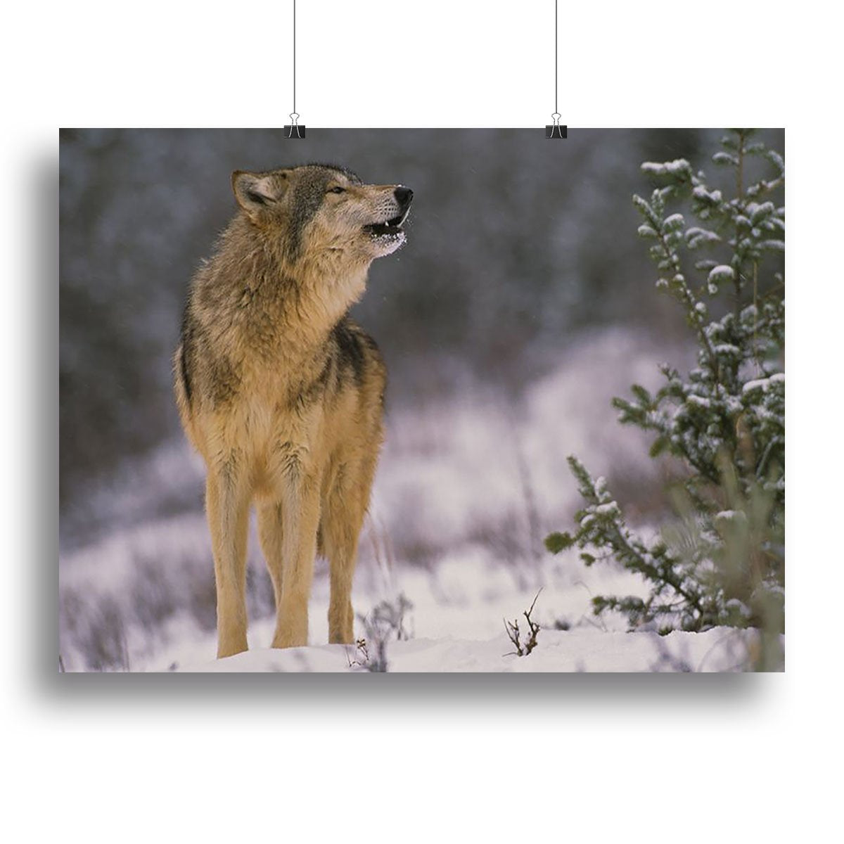 Wolf Howling in Snow Canvas Print or Poster