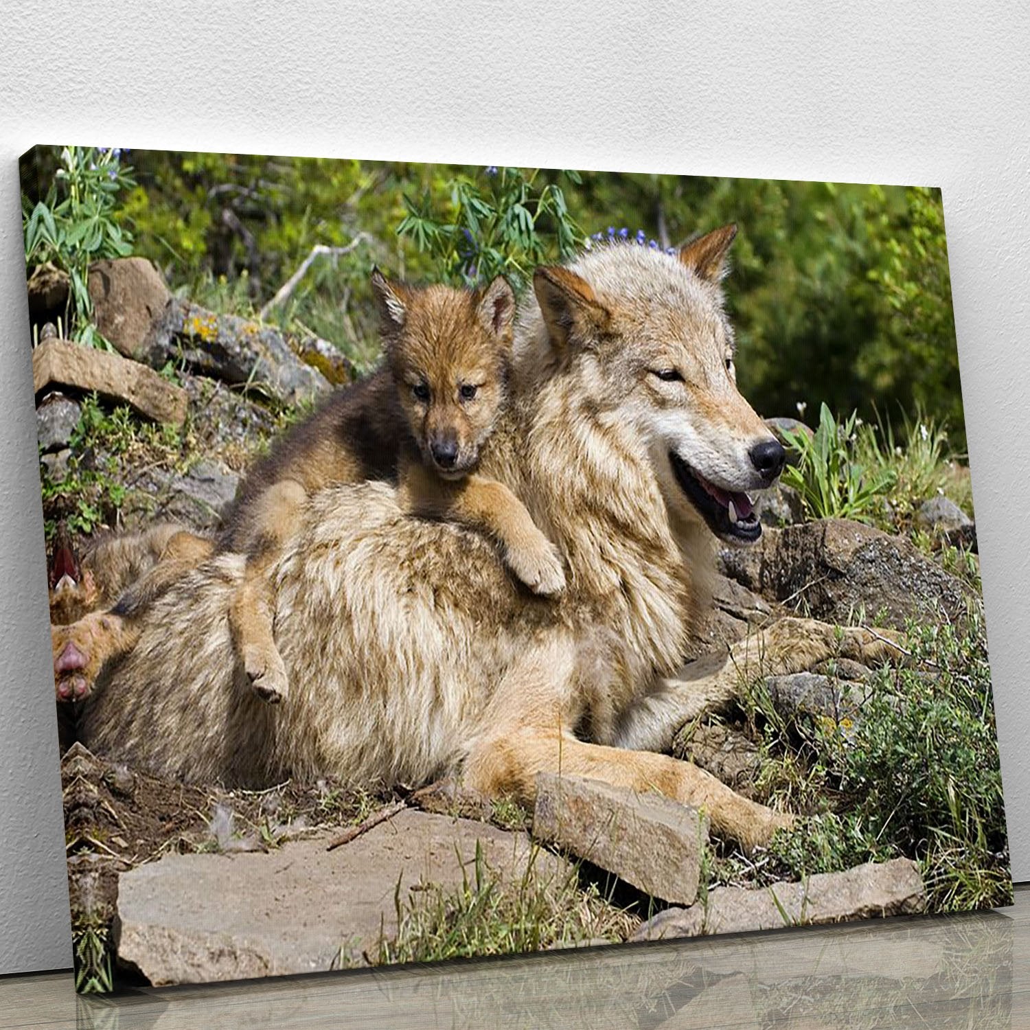Wolf cubs and mother at den site Canvas Print or Poster