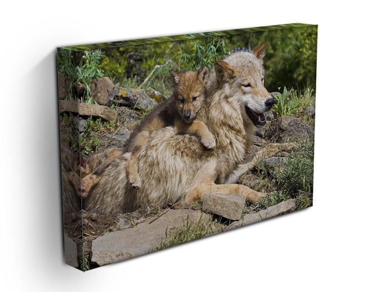Wolf cubs and mother at den site Canvas Print or Poster - Canvas Art Rocks - 3