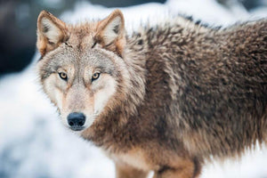 Wolf standing in the snow Wall Mural Wallpaper - Canvas Art Rocks - 1