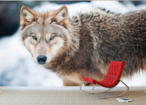 Wolf standing in the snow Wall Mural Wallpaper - Canvas Art Rocks - 2