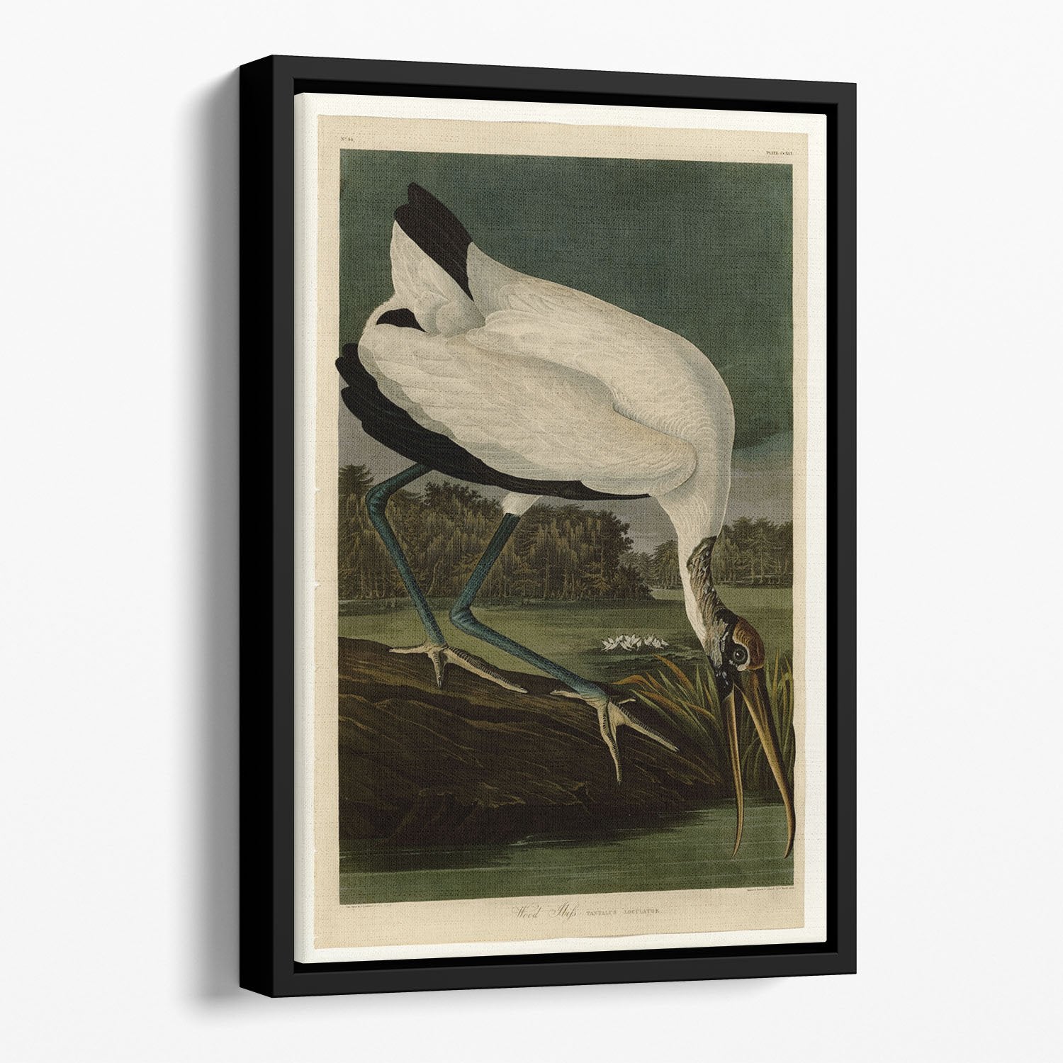 Wood Ibiss by Audubon Floating Framed Canvas