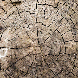 Wood Wall Mural Wallpaper - Canvas Art Rocks - 1