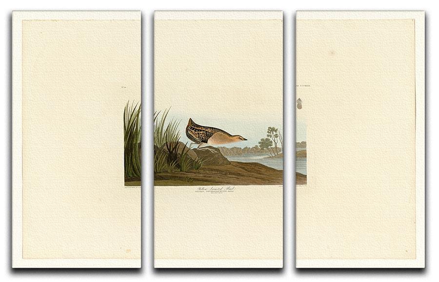 Yellow breasted Rail by Audubon 3 Split Panel Canvas Print - Canvas Art Rocks - 1