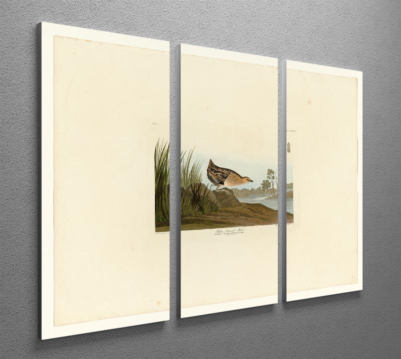 Yellow breasted Rail by Audubon 3 Split Panel Canvas Print - Canvas Art Rocks - 2