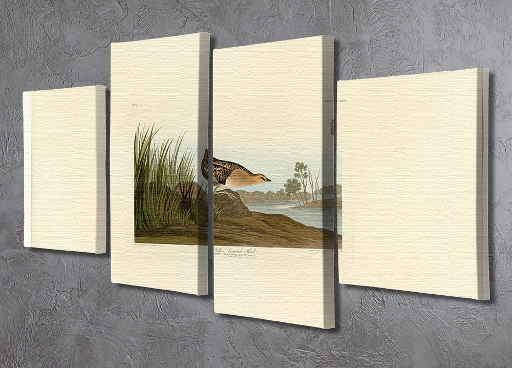 Yellow breasted Rail by Audubon 4 Split Panel Canvas - Canvas Art Rocks - 2