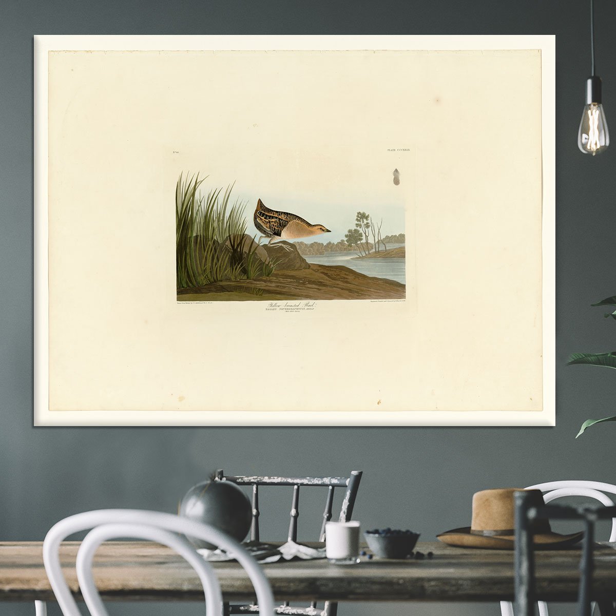 Yellow breasted Rail by Audubon Canvas Print or Poster