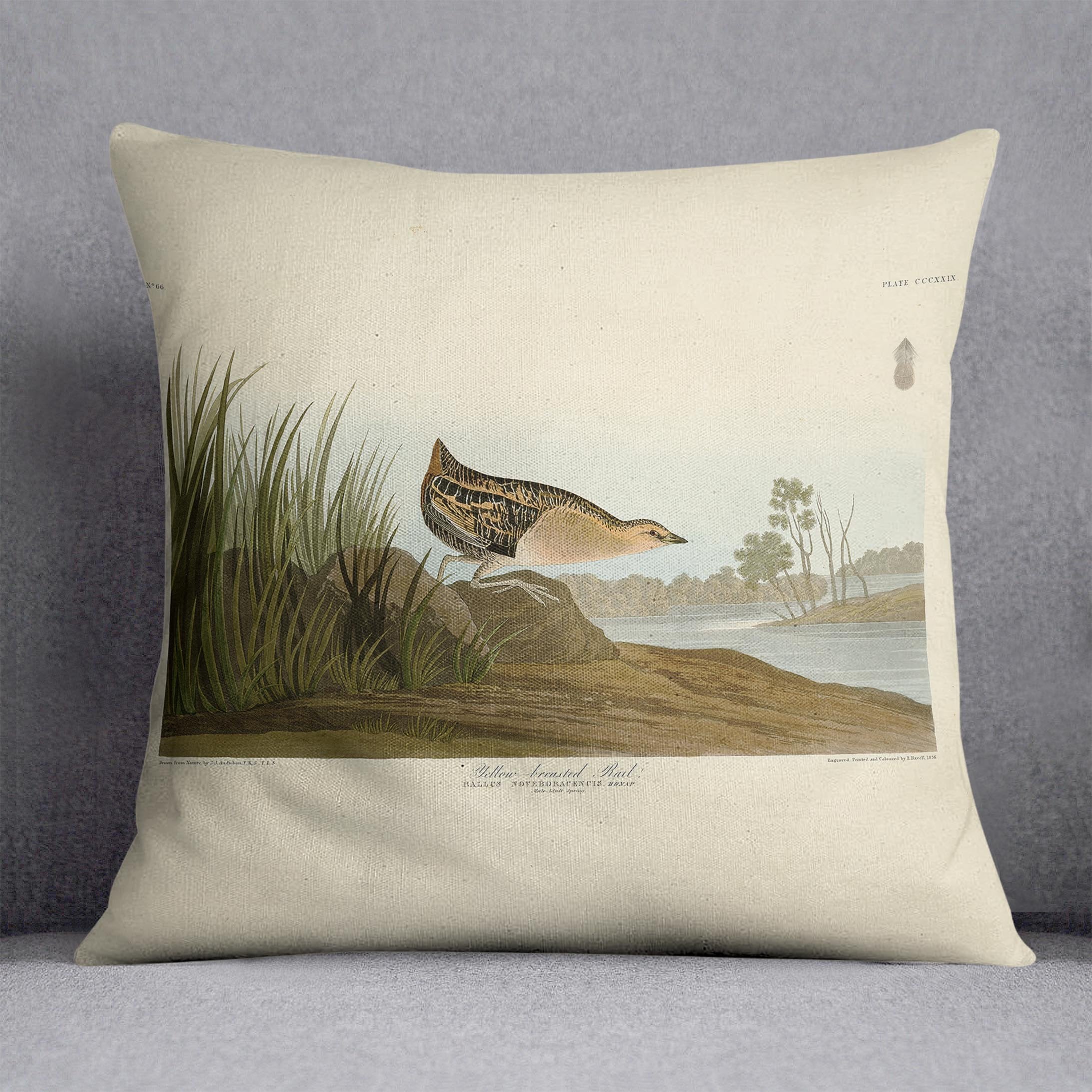 Yellow breasted Rail by Audubon Cushion