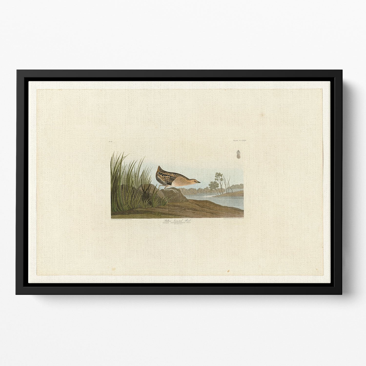 Yellow breasted Rail by Audubon Floating Framed Canvas