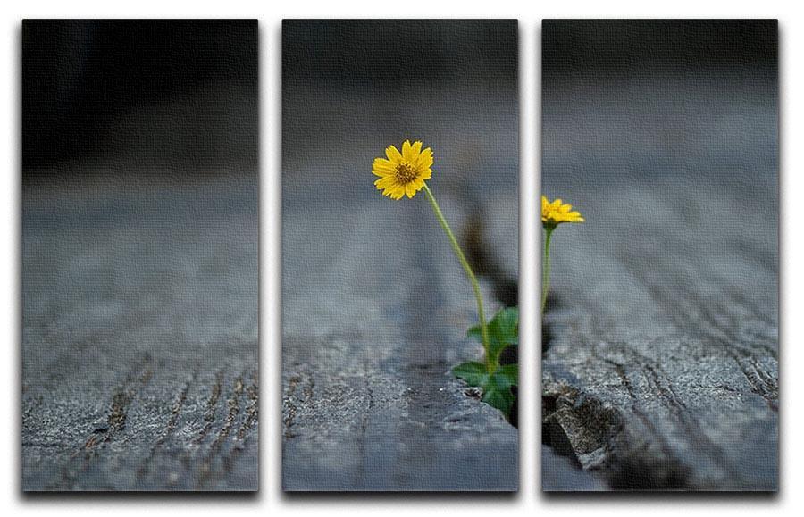 Yellow flower growing in street 3 Split Panel Canvas Print - Canvas Art Rocks - 1