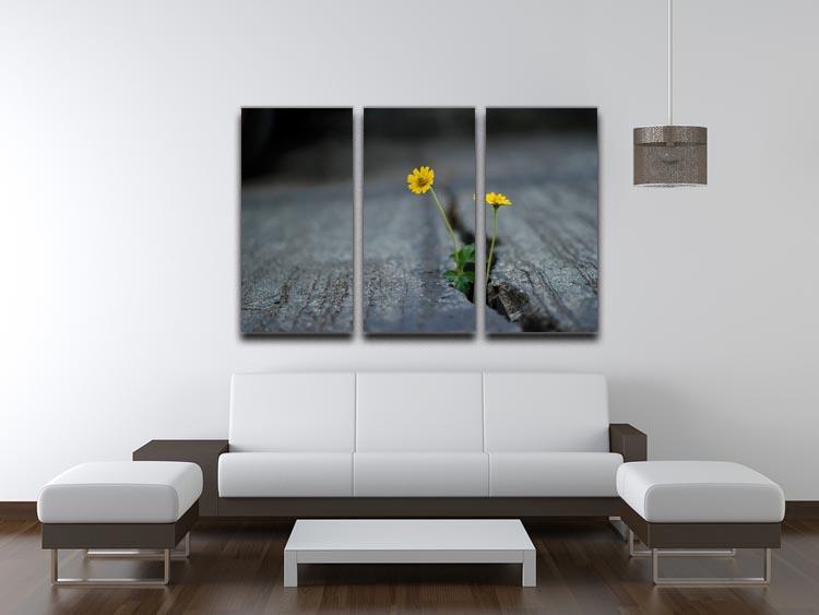 Yellow flower growing in street 3 Split Panel Canvas Print - Canvas Art Rocks - 3