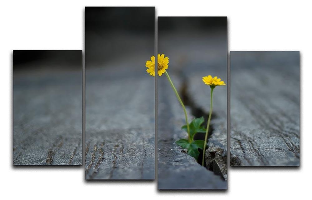 Yellow flower growing in street 4 Split Panel Canvas  - Canvas Art Rocks - 1