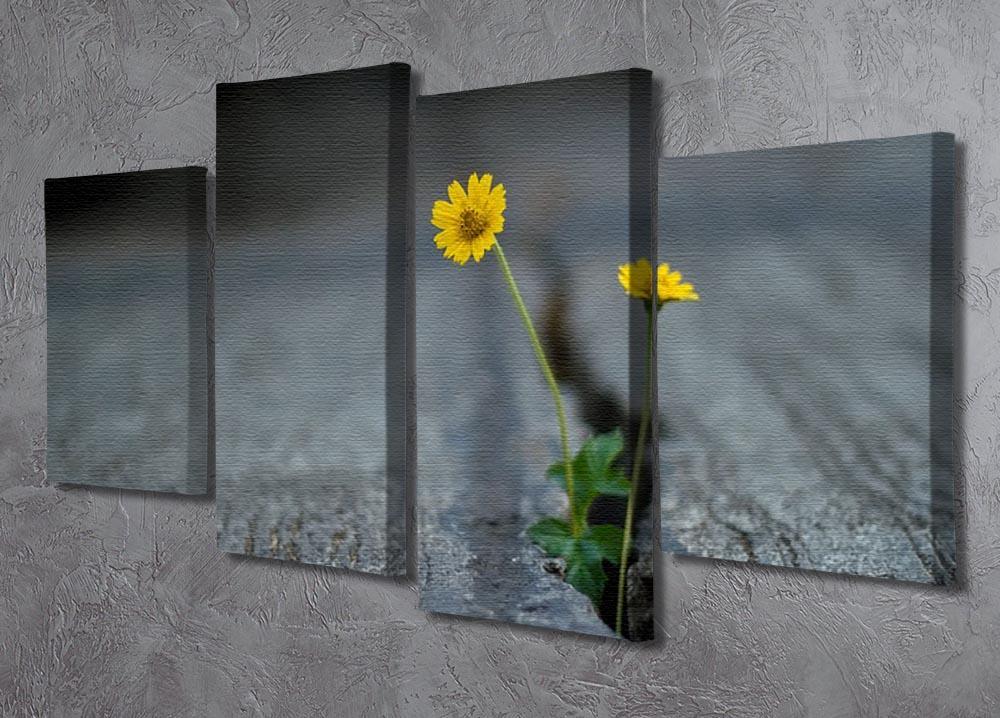 Yellow flower growing in street 4 Split Panel Canvas  - Canvas Art Rocks - 2