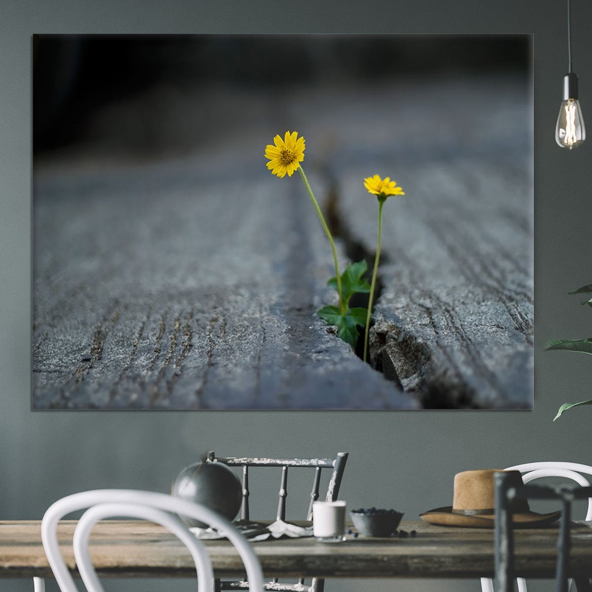 Yellow flower growing in street Canvas Print or Poster