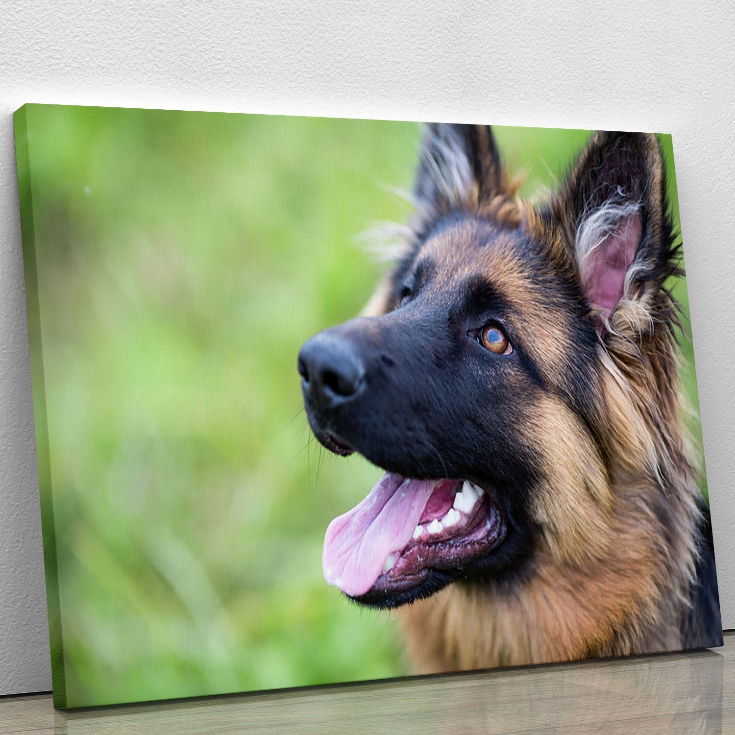 Young dog german shepherd on the grass in the park Canvas Print or Poster