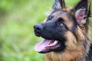 Young dog german shepherd on the grass in the park Wall Mural Wallpaper - Canvas Art Rocks - 1