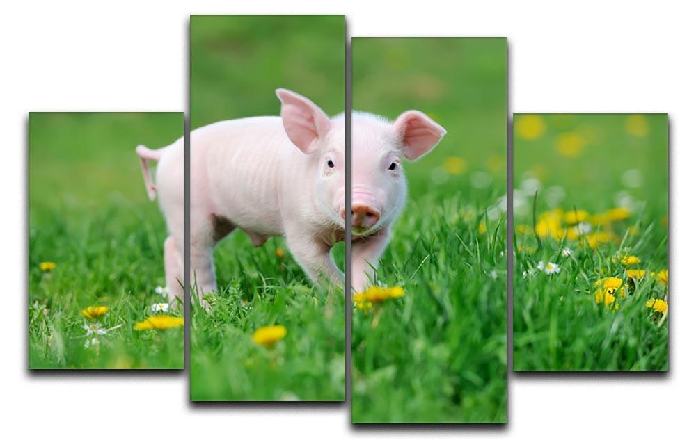 Young funny pig 4 Split Panel Canvas - Canvas Art Rocks - 1