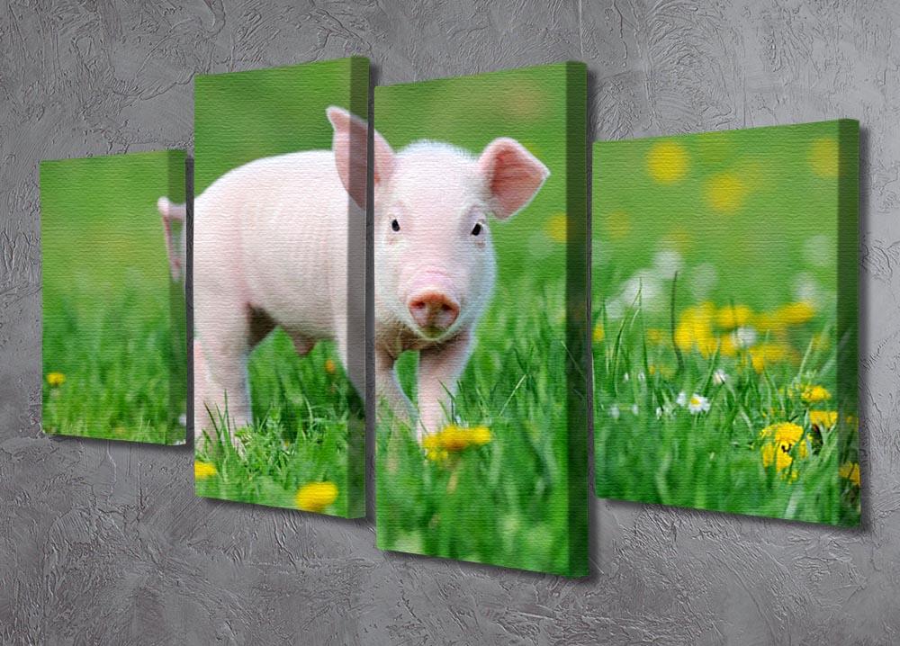Young funny pig 4 Split Panel Canvas - Canvas Art Rocks - 2