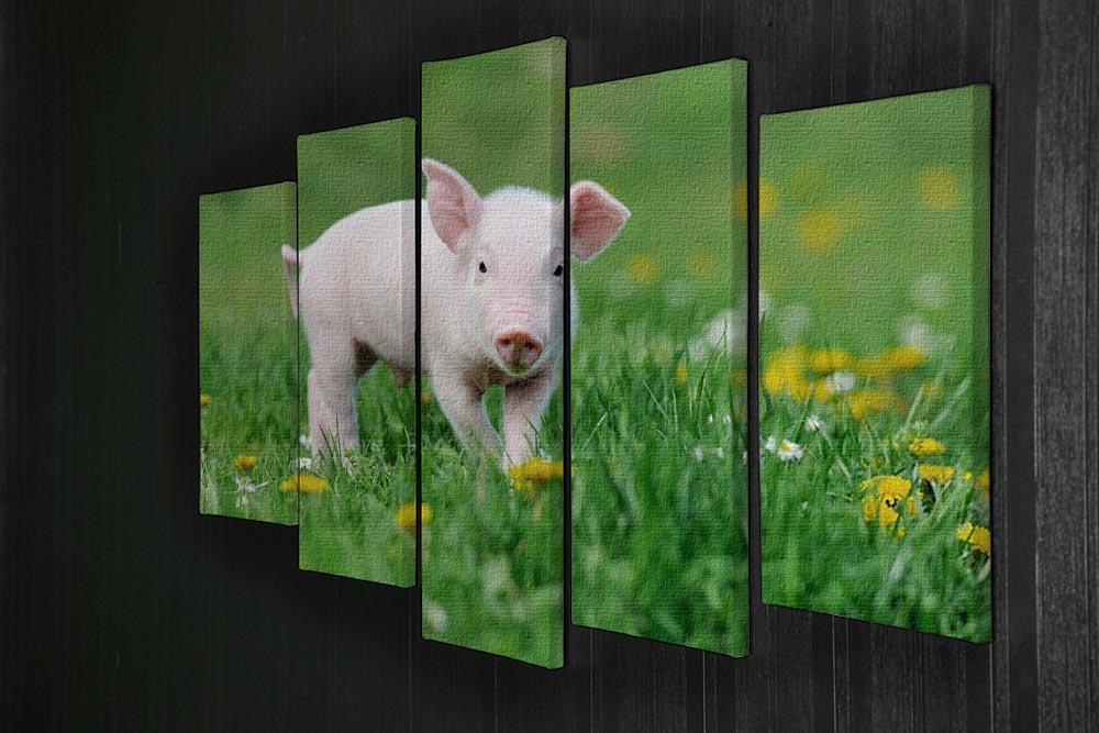 Young funny pig 5 Split Panel Canvas - Canvas Art Rocks - 2
