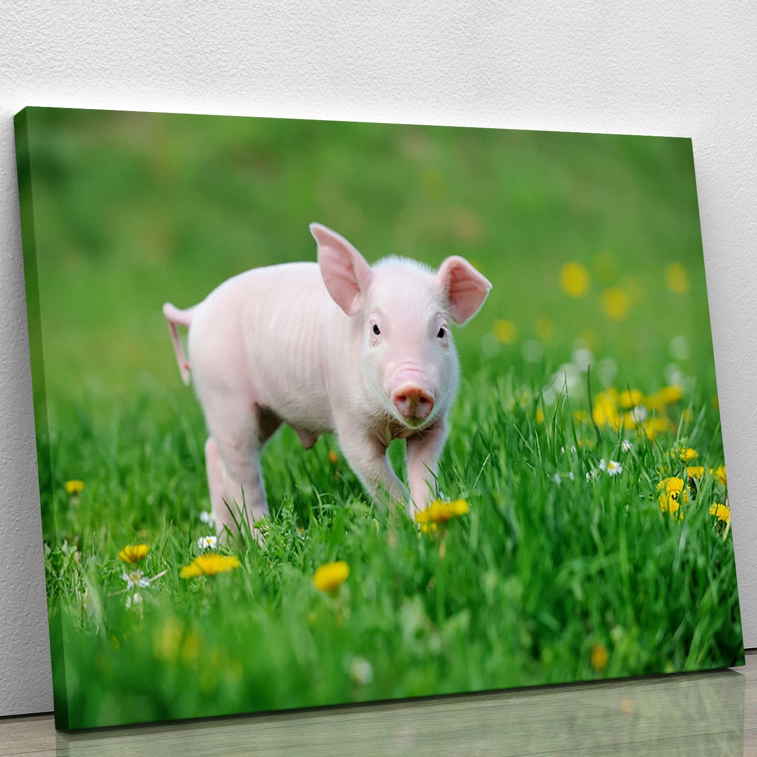 Young funny pig Canvas Print or Poster