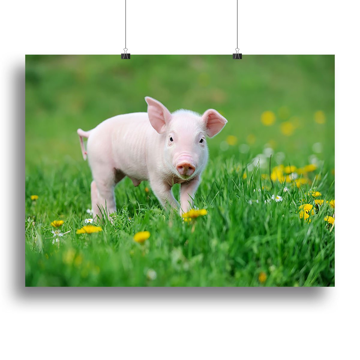 Young funny pig Canvas Print or Poster