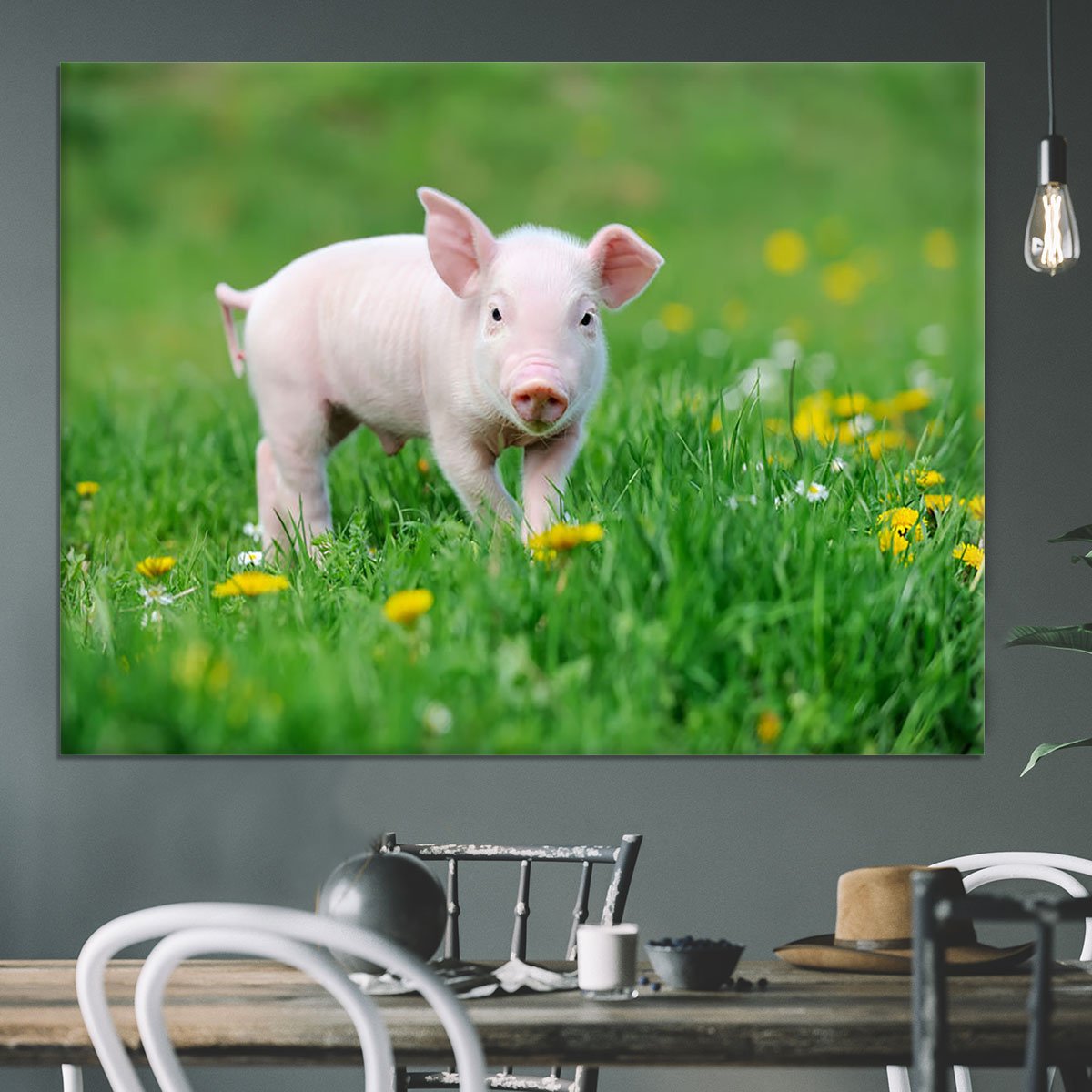 Young funny pig Canvas Print or Poster