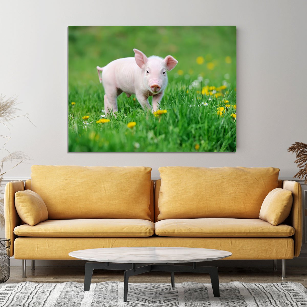 Young funny pig Canvas Print or Poster